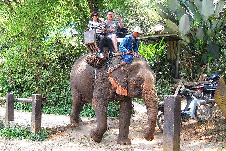 Chiang Mai Elefantenreiten