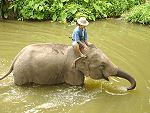 Lampang - Thai Elephant Center