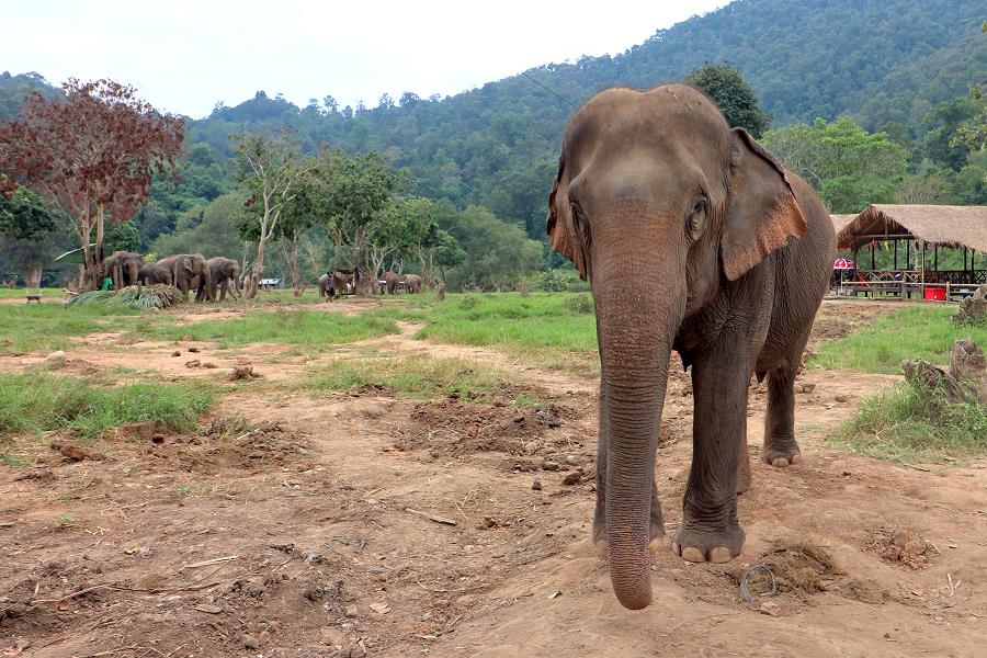 New Elephant Home Chiang Mai