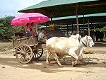 Maetaman Elephant Camp