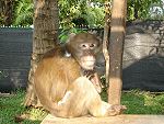 Mae Rim Monkey Shool