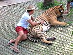 Tiger Kingdom Mae rim Chiang Mai