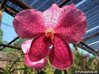 Orchid: image 5 0f 20 thumb