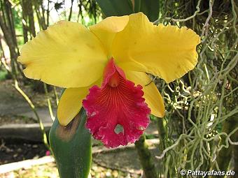 Orchid: image 8 0f 20 thumb
