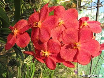 Orchid: image 10 0f 20 thumb