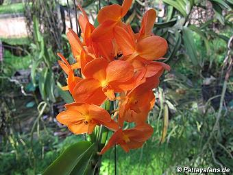 Orchid: image 11 0f 20 thumb