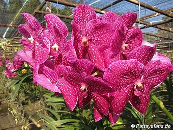 Orchid: image 13 0f 20 thumb