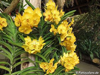 Orchid: image 14 0f 20 thumb