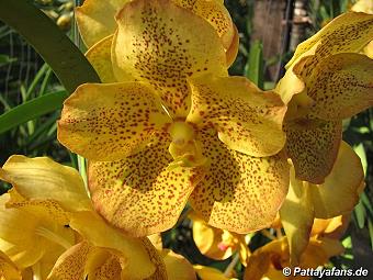 Orchid: image 15 0f 20 thumb