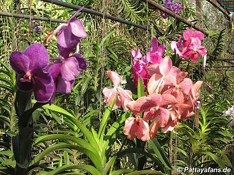 Orchid: image 18 0f 20 thumb