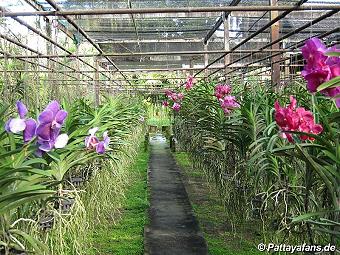 Orchid: image 19 0f 20 thumb