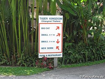 Tiger: image 4 0f 10 thumb