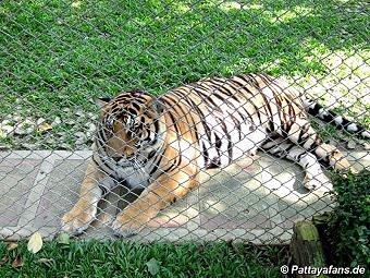Tiger: image 6 0f 10 thumb