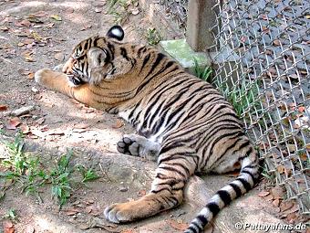Tiger: image 7 0f 10 thumb