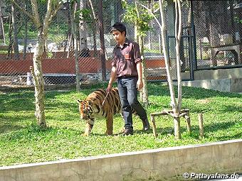 Tiger: image 8 0f 10 thumb