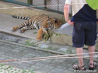 Tiger: image 9 0f 10 thumb