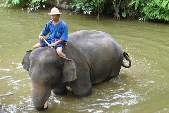 Thai Elephant Conservation Center Lampang