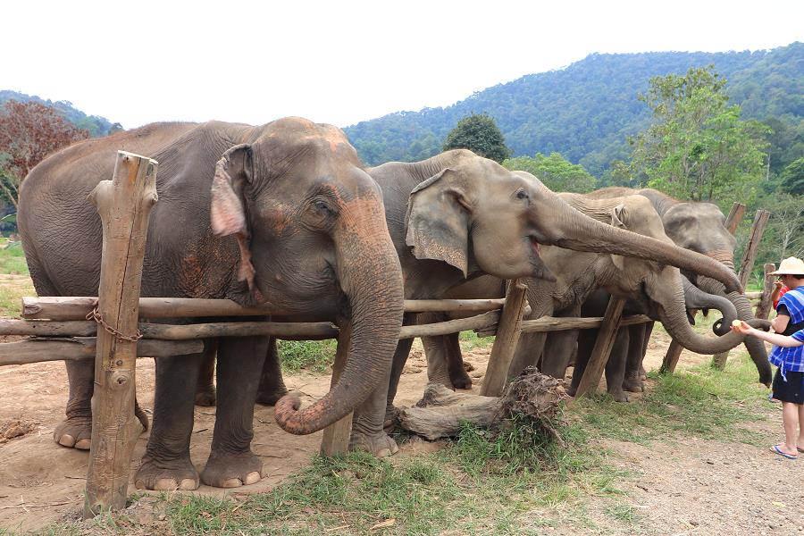 Thailand Elefanten füttern