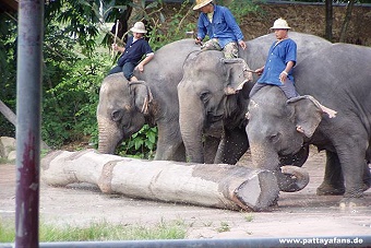 elephant3.jpg