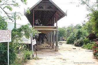 elephant4.jpg