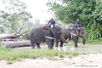 elephant6.jpg