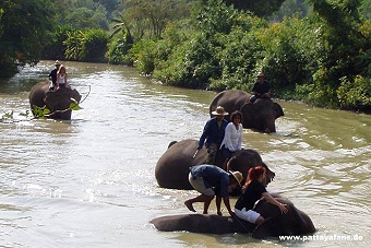 elephant7.jpg