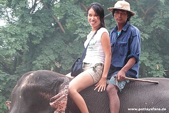 elephant9.jpg