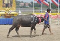 B�ffelrennen in Pattaya