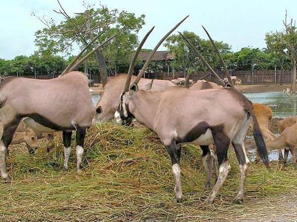 Safari World in Bangkok