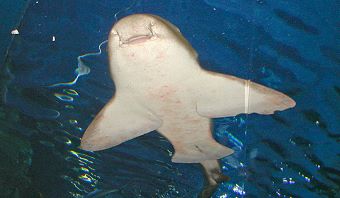 Sea Life Bangkok Ocean World