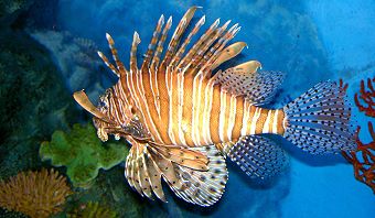 Sea Life Bangkok Ocean World