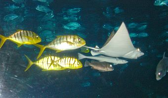 Sea Life Bangkok Ocean World