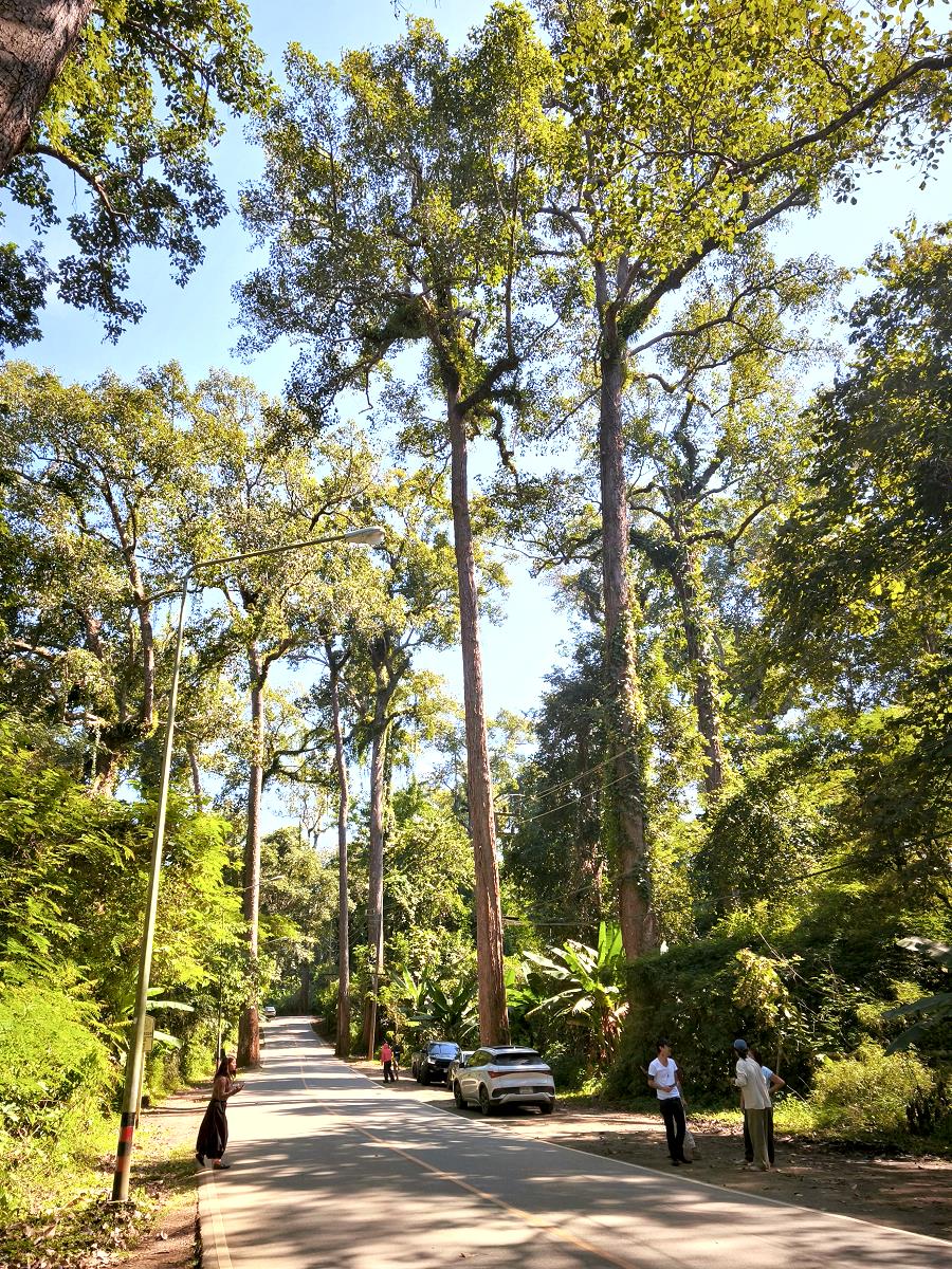 Giant Trees Alley Chiang Dao