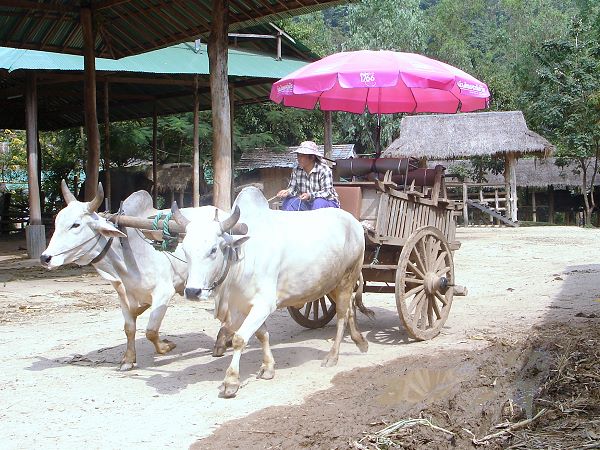 Maetaman Elephant Camp