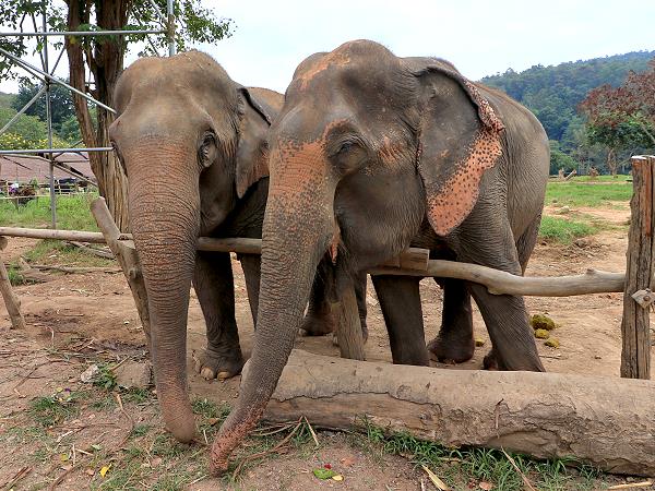 New Elephant Home Chiang Mai