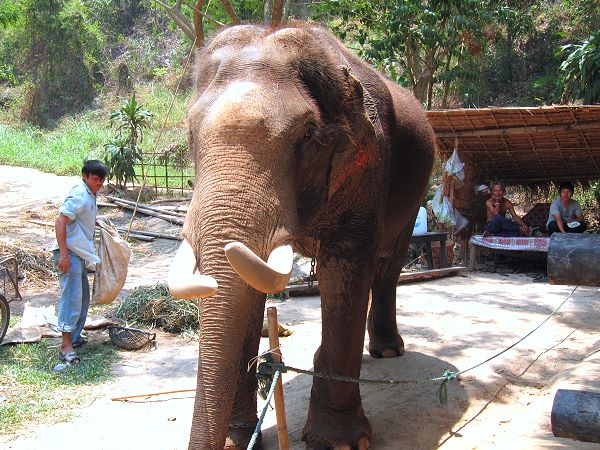 Maesa Elephant Camp