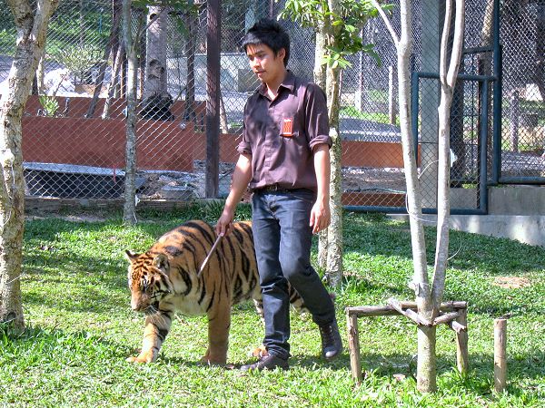 Tiger Kingdom Mae Rim