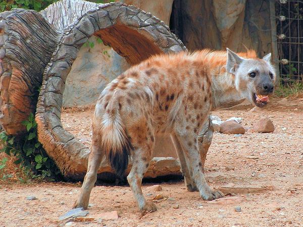 Tüpfelhyäne im Chiang Mai Night Safari