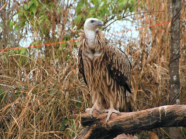 Aasgeier im Chiang Mai Night Safari