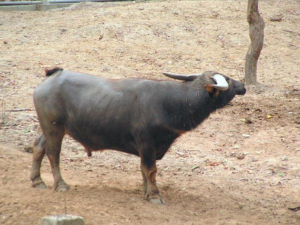 Asiatischer Wasserbüffel im Chiang Mai Night Safari
