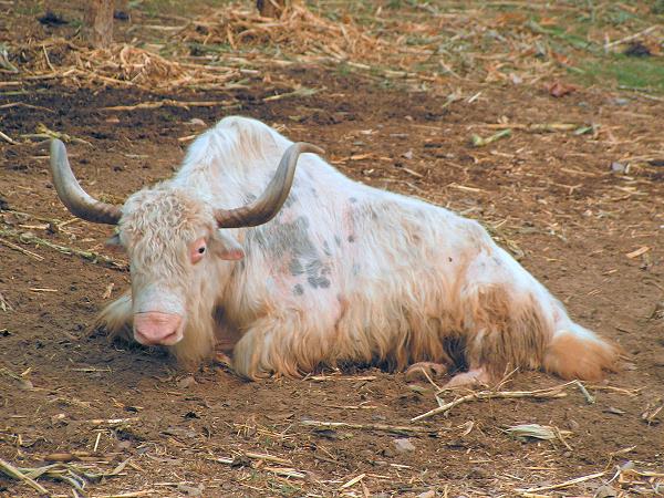 Albino-Yak im Chiang Mai Night Safari