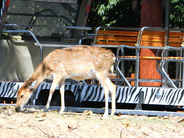 Rotwild und Safari-Tram im Hintergrund der Chiang Mai Night Safari