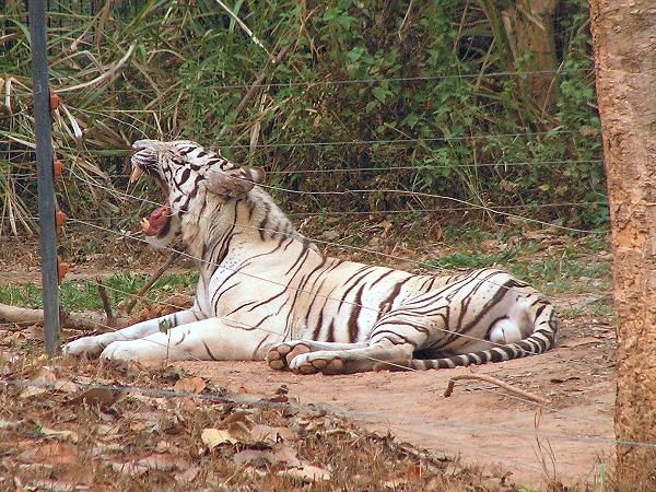 Weißer Tiger im Chiang Mai Night Safari