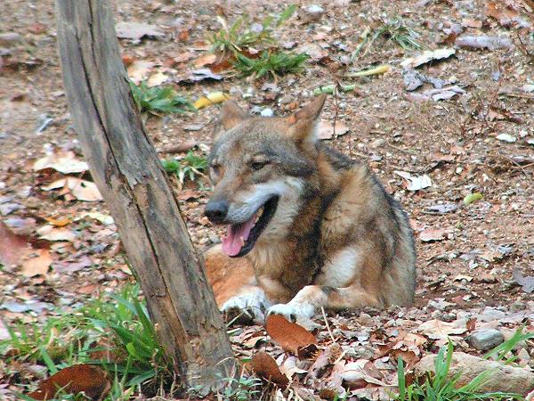 Wolf im Chiang Mai Night Safari