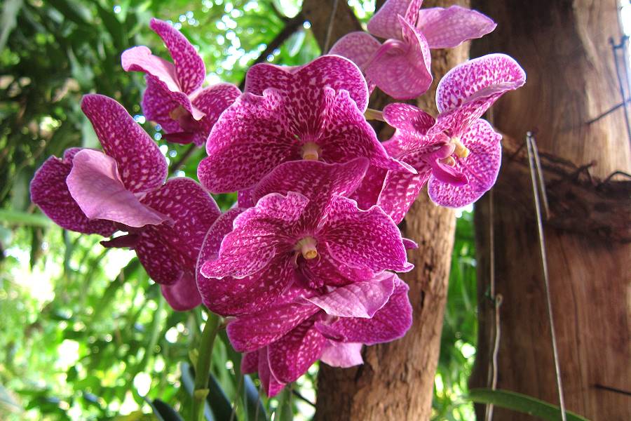 Orchideen Farm Chiang Mai