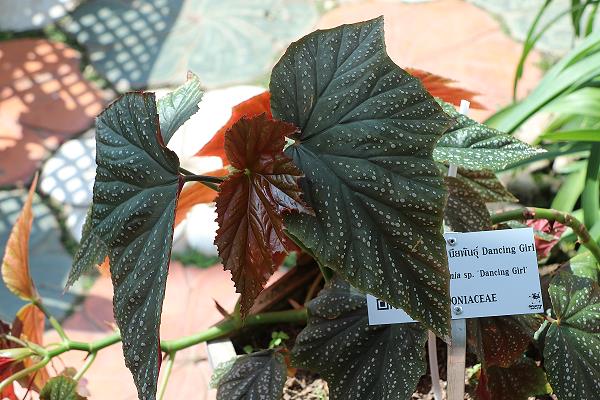 Royal Flora Garden Chiang Mai