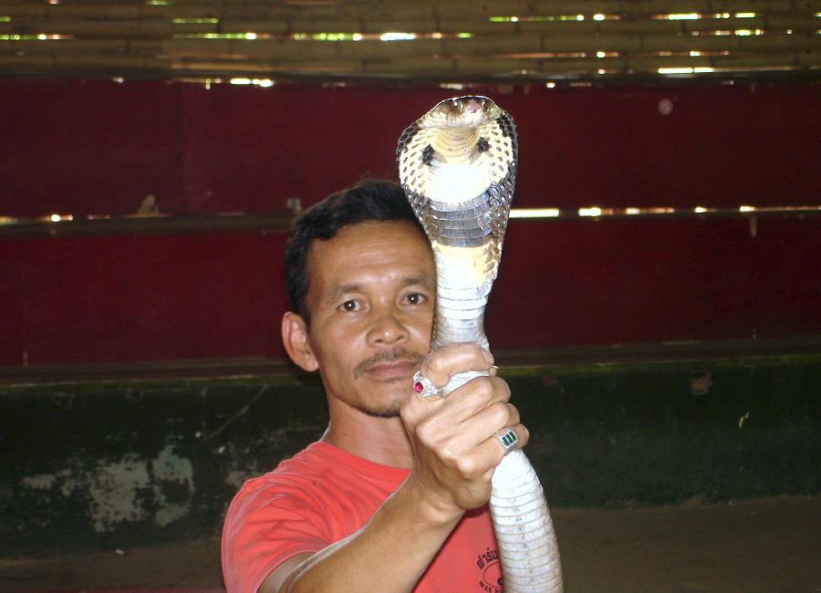 Cobra-Show in der Snake Farm Mae Rim bei Chiang Mai