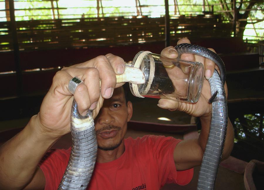 Giftmelken einer Kobra in der Snake Farm Mae Rim bei Chiang Mai