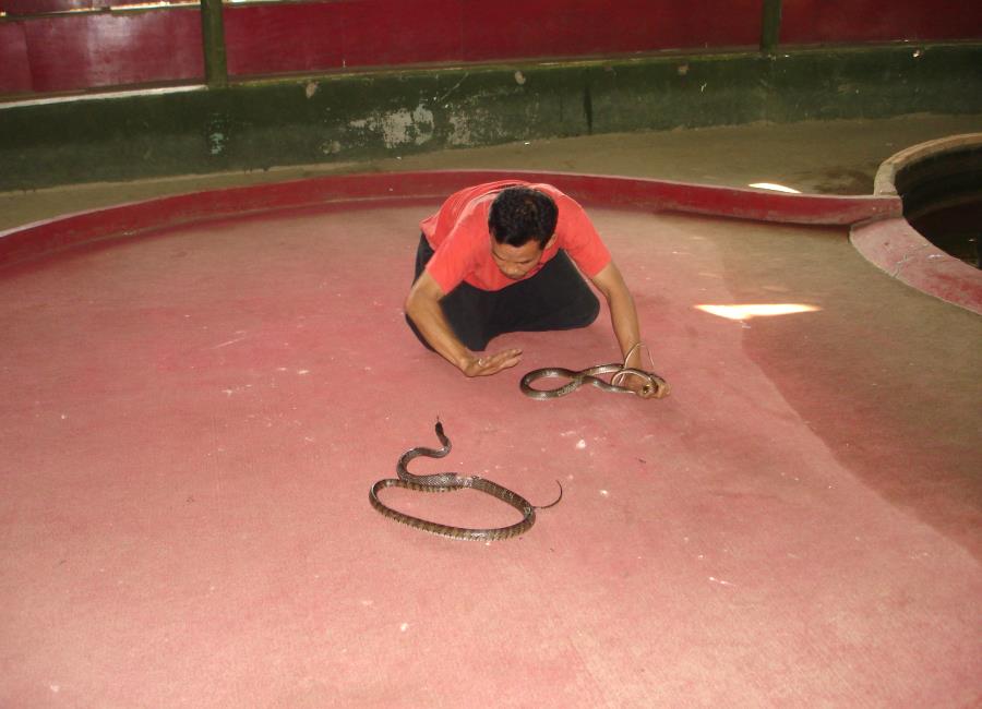 Schlangenshow in der Snake Farm Mae Rim bei Chiang Mai