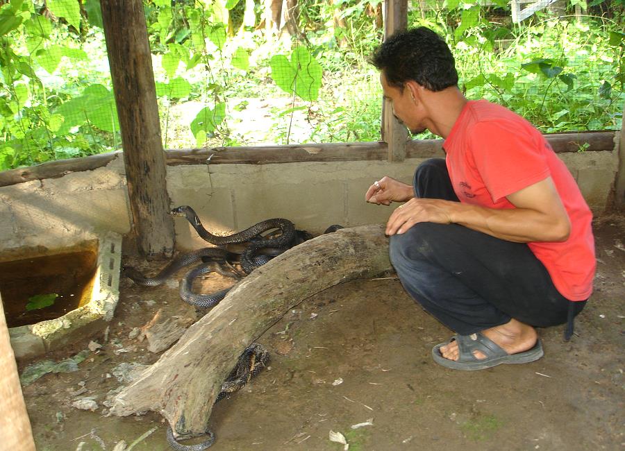 Kobras im Schlangengehege der Snake Farm Mae Rim nahe Chiang Mai